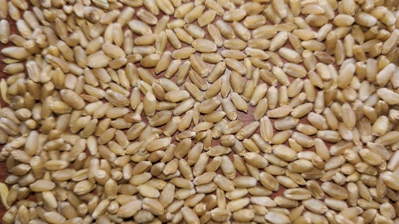 Natural Wheat Grain, For Making Bread, Cookies, Bakery Products, Packaging Type : Pp Bag