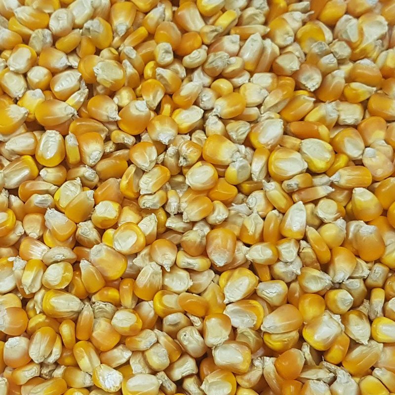 Common Yellow Maize, for Animal Feed, Flour, Cattle Feed, Style : Dried