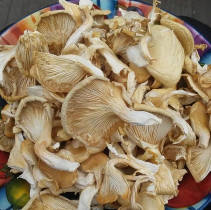 Dry oyster mushroom, Packaging Size : 10 Kg