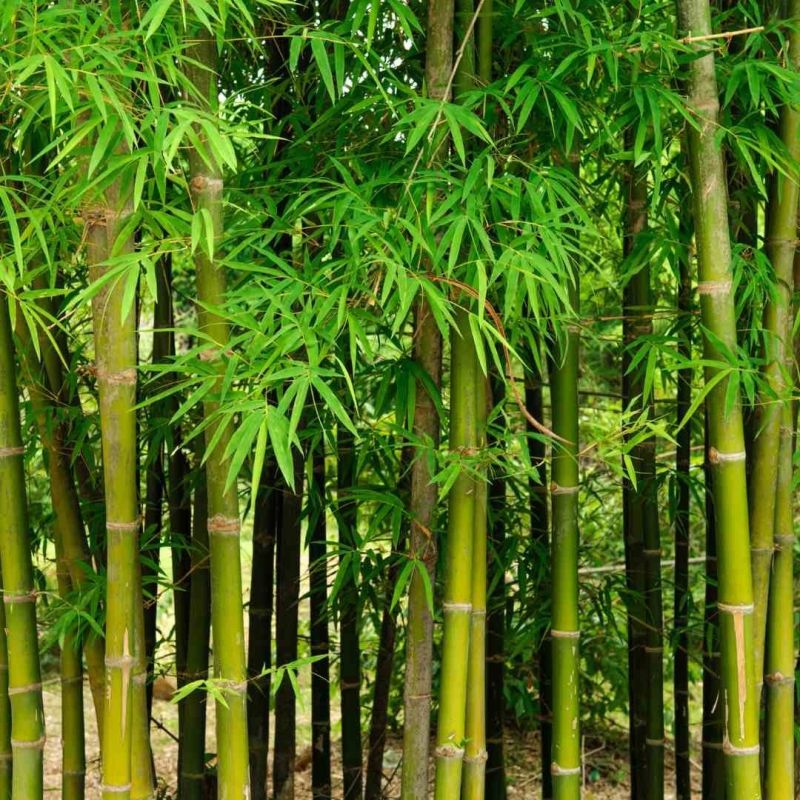 Bambusa Balcooa Plant for Garden