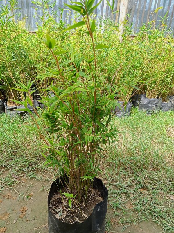 Natural Bambusa Vulgaris Plant, Color : Green