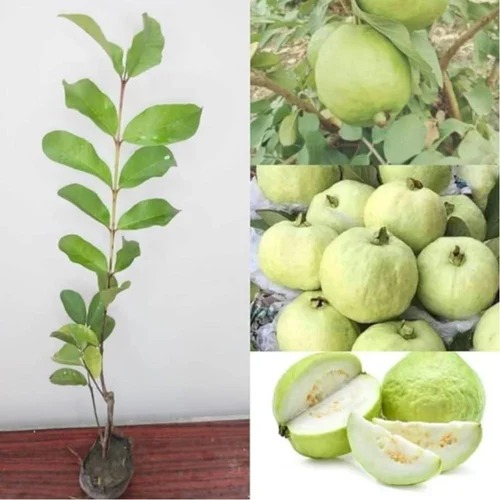 Guava Plant, Variety : HISAR SAFEDA GUVAVA