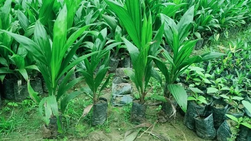 Palm Oil Plant, Color : Green
