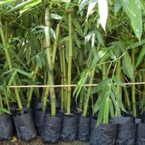 Tissue Balcoa Bamboo Plant, Color : Natural