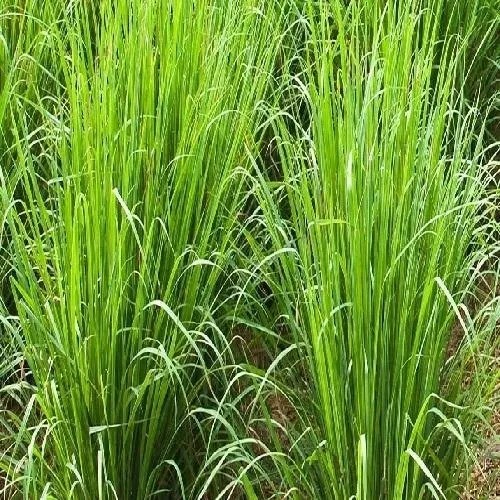 Vetiver Grass, Color : Green