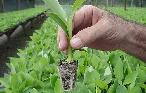 Banana Tissue Culture Plants for Plantation