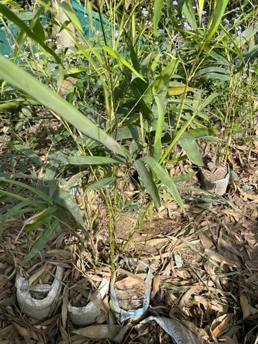 Buddha Belly Bamboo Plants