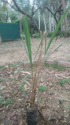 Citronella Plants for Plantation