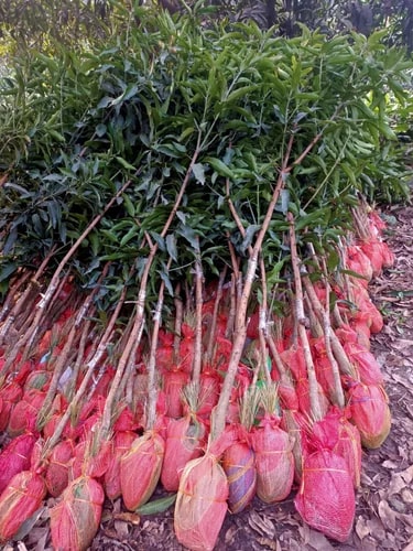 Mango Plants for Plantation
