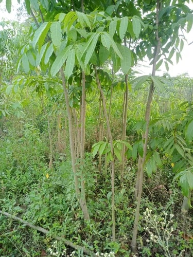 Sandalwood Plants for Plantation
