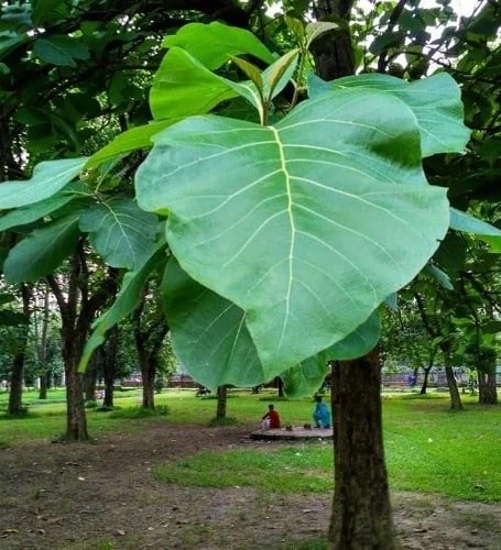 Teak Plants