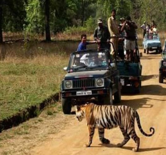 Wildlife tour activities services