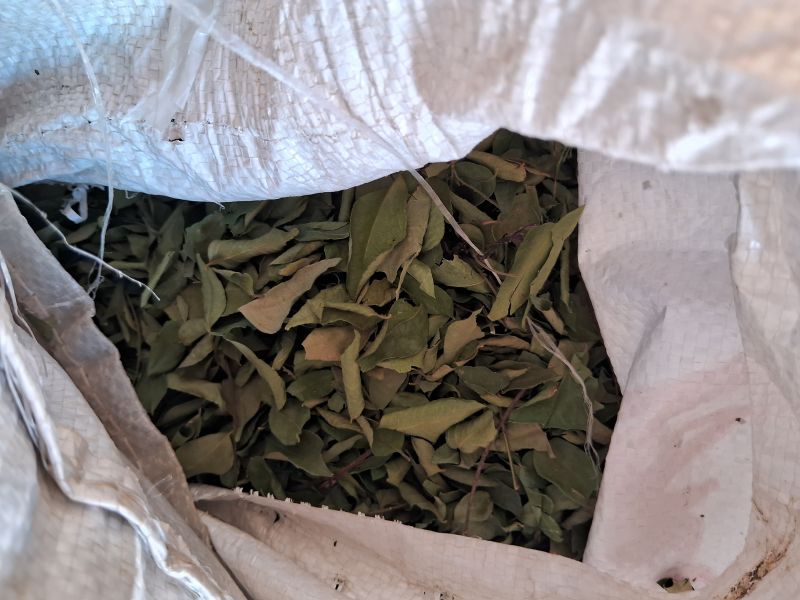 Raw Curry Leaves, Packaging Size : Loose