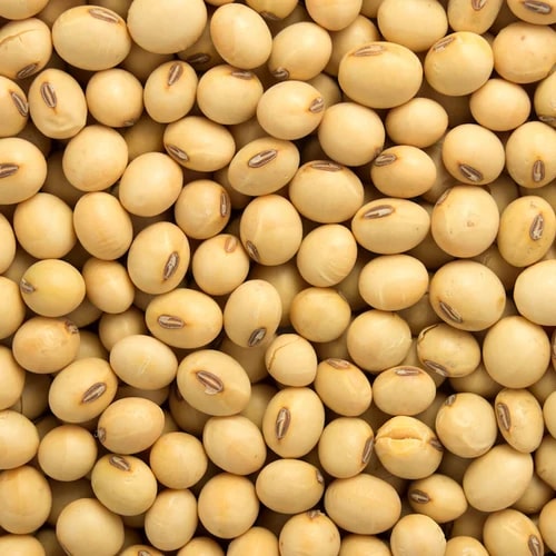Organic Brown Soybean Seeds, Certification : FSSAI Certified