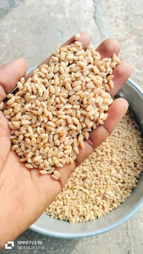 Fortune Wheat Seeds