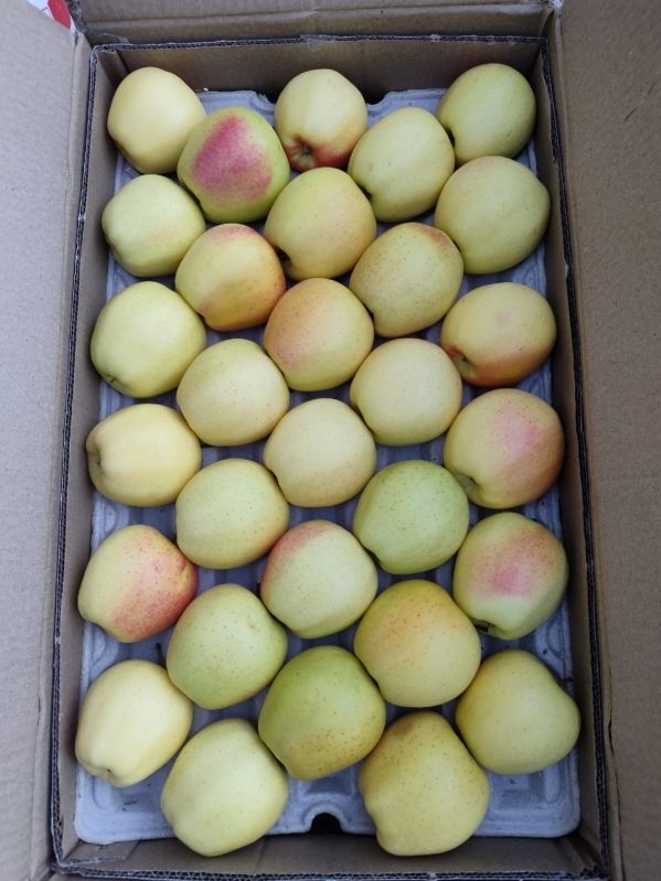 Organic Green Apple, Packaging Size : 10-15 Kg