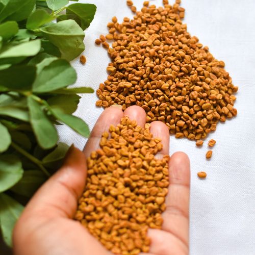 fenugreek seed