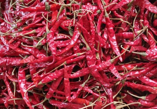 Raw Common Dry Red Chilli for Spices, Cooking