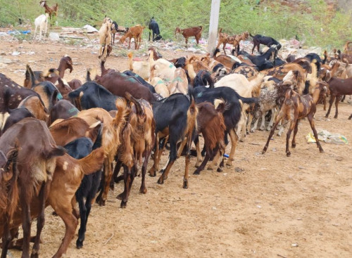 Kids Cutting Goat