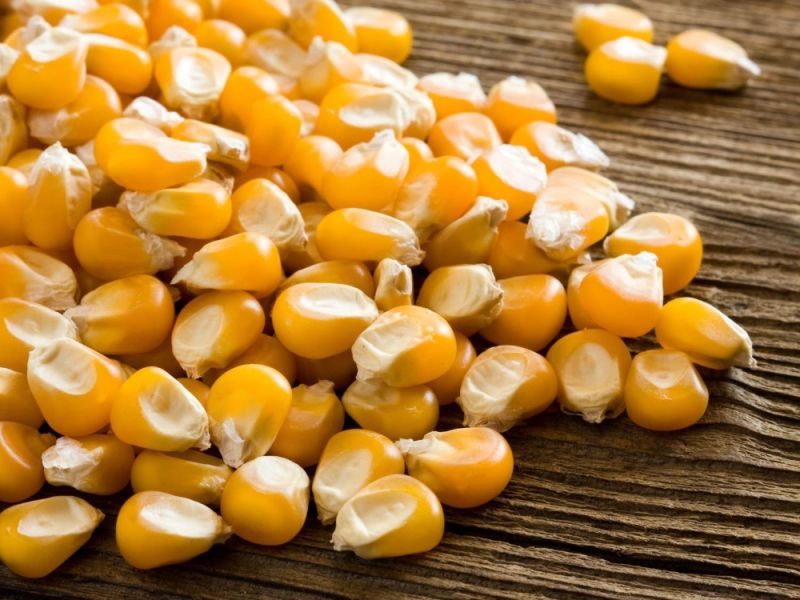 Organic Whole Maize for Making Popcorn, Human Food, Animal Food