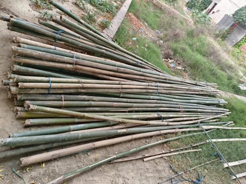 17 Feet Lagga Bamboo Poles for Camping, Construction, Furniture, Wooden Doors, Cabinets etc.