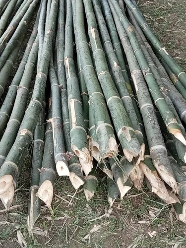 20 Feet Bambus Bamboo Pole for Camping, Construction