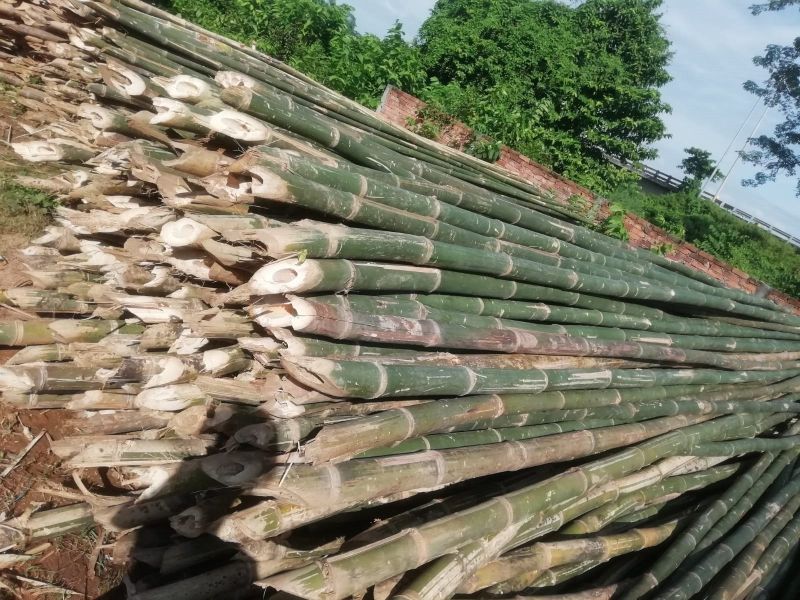 24 Feet Bambus Bamboo Pole for Construction