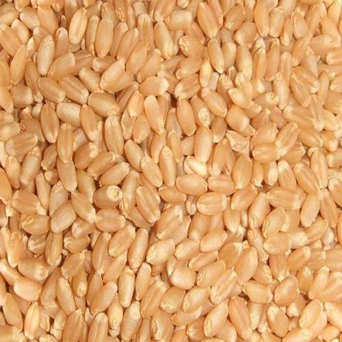 Natural Durum Wheat, Packaging Type : Jute Bag