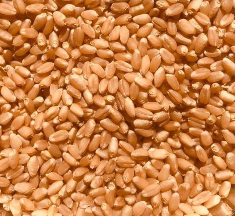 Natural Lokwan Wheat, Packaging Type : Jute Bag