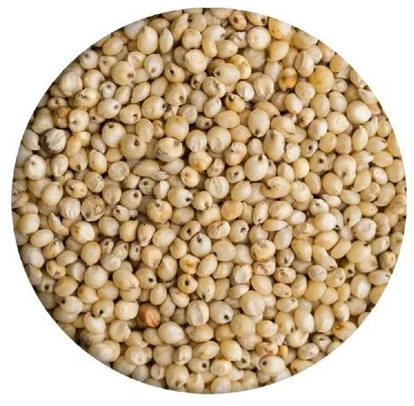 Sorghum Seeds for Human Consumption, Animal Feed
