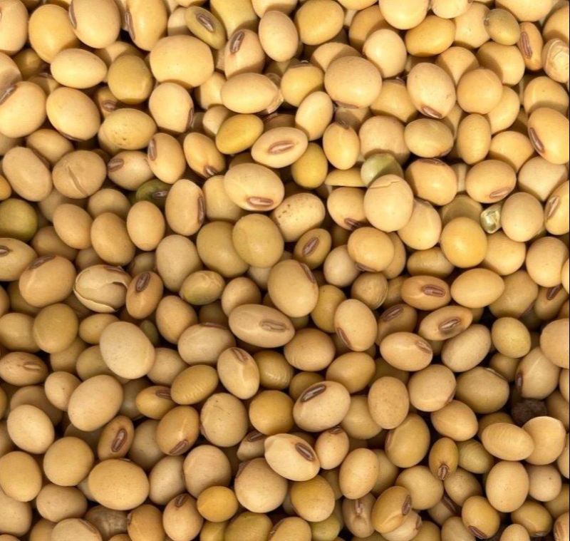 Natural Soybean Seeds for Human Consumption