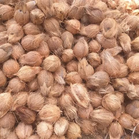 200-700 Hard Common semi husked coconuts for Multiperpose