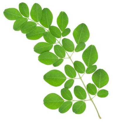 Natural Moringa Fresh Leaves for Medicine