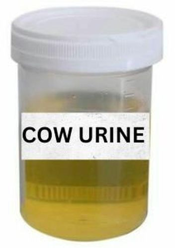 Cow Urine for Used As Medicine