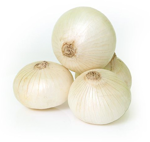 Fresh White Onion for Food