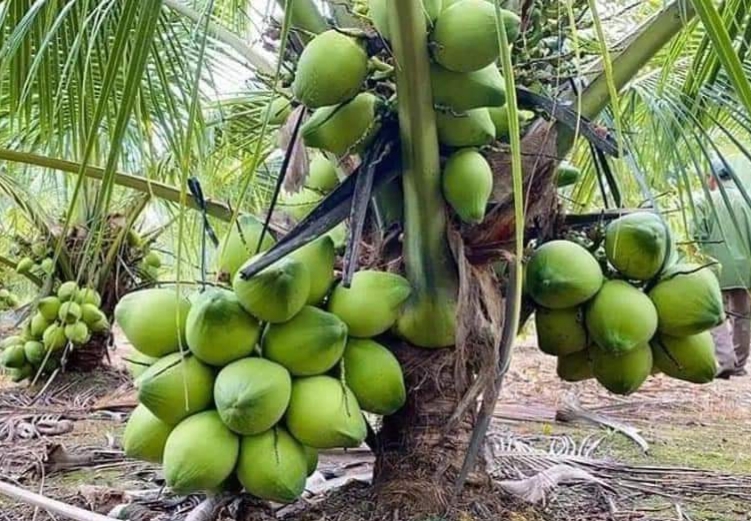 Malaysia coconut plant