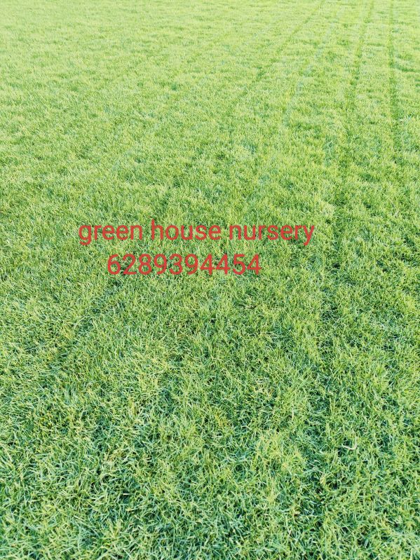 Natural  grass