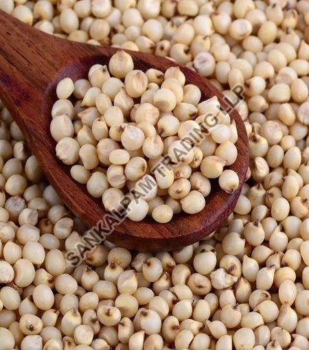 Natural Sorghum Millet Seeds for Cooking, Cattle Feed