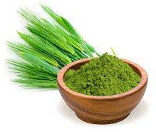 Barley Grass Powder, Color : Green