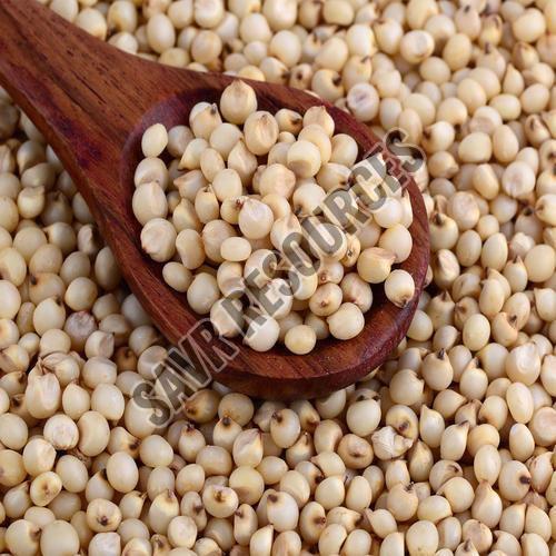 Sorghum Seeds, Packaging Size : 5-10 Kg