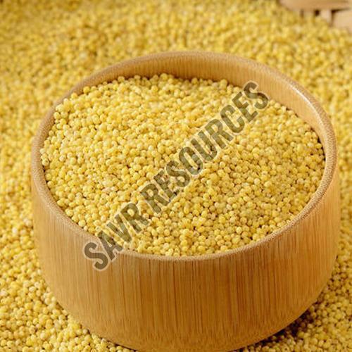 Yellow Millet