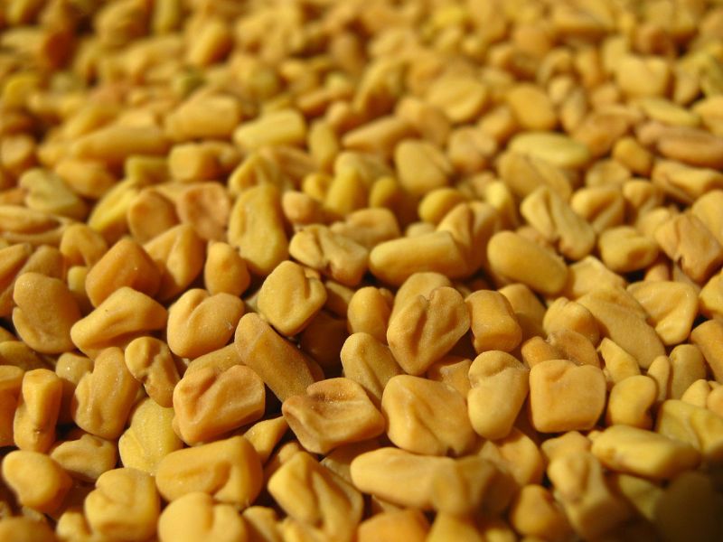 Raw Fenugreek Seeds for Cooking