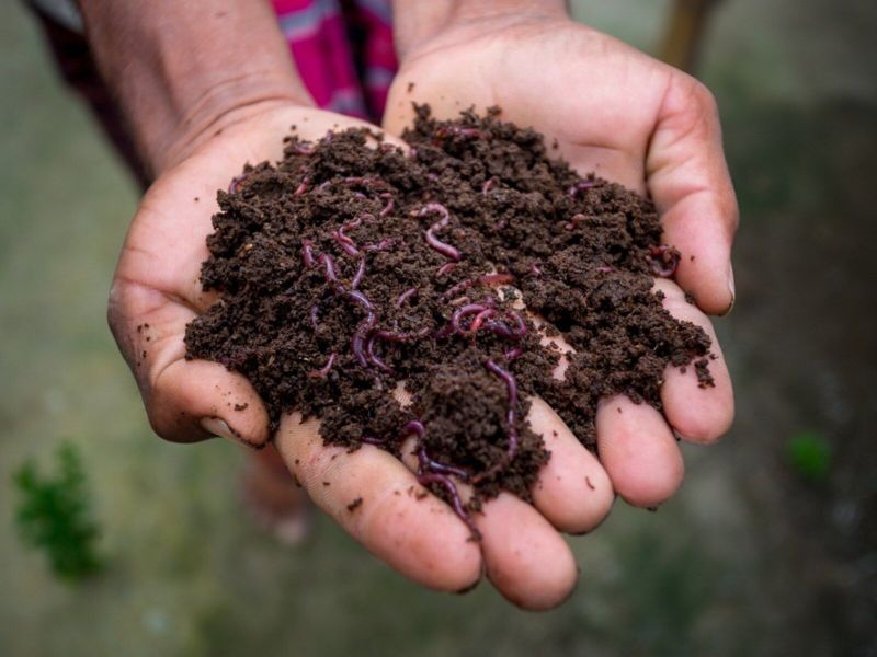 Organic 1 Kg Vermicompost Fertilizer for Agriculture