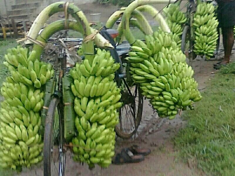 Common Raw Banana, Packaging Size : 20 Kg