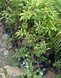 Natural Black Plum Plant For Fruits Use