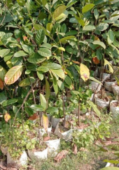 Jackfruit Plant, Variety : Thai