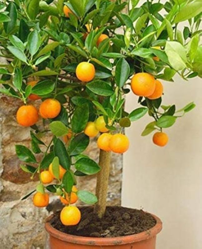 Orange Plants for Plantation