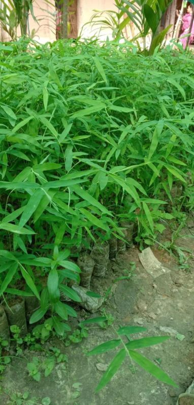 Bamboo Plants