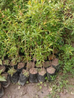 Pomegranate Plants For Fruits