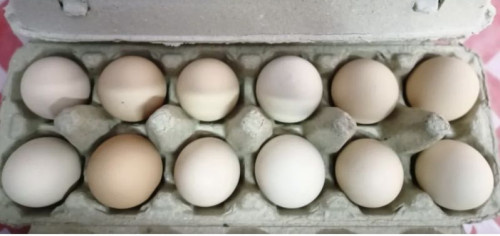 Pasture Raised Eggs For Human Consumption